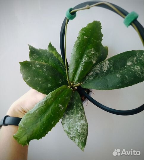 Hoya undulata Indonesia (red) хойя ундулата ред