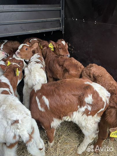 Бычки, телки, телята на откорм