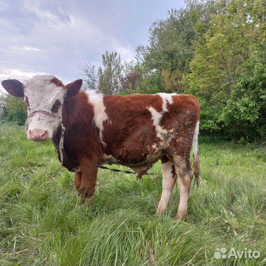 Бычки симменталы годовых