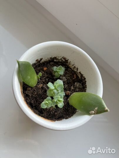 Суккуленты