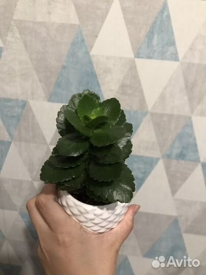 Комнатные растения