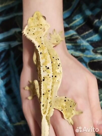 Реснитчатый бананоед (самец); Токи (самочка)