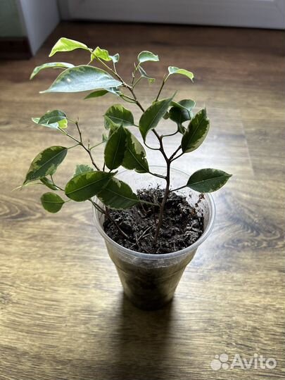 Комнатные цветы