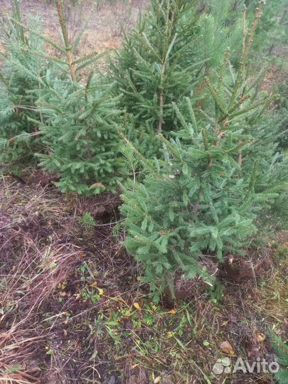 Ель обыкновенная в горшке