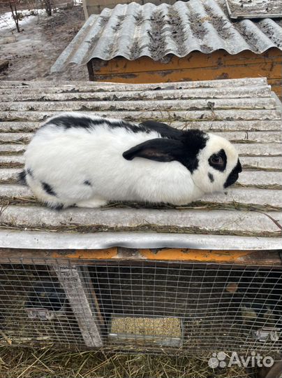 Кролик Строч нпв