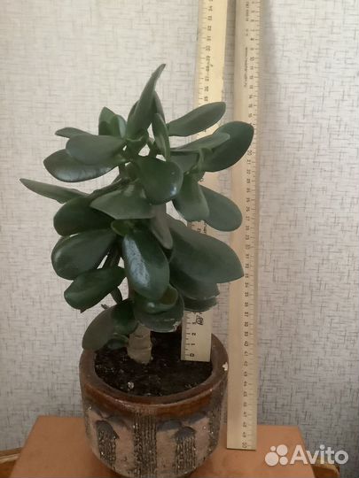 Толстянка (денежное дерево)