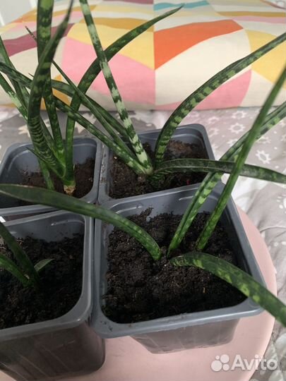 Суккулент Сансевиерия Фернвуд Панк