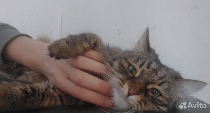 Кошка