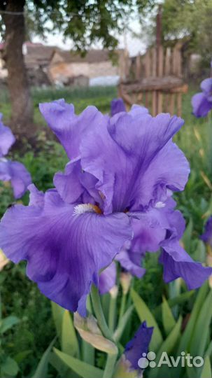 Ирисы