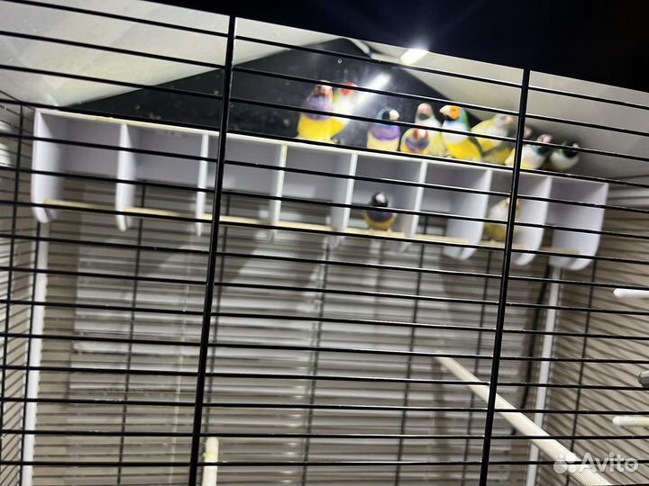 Амадины гульда