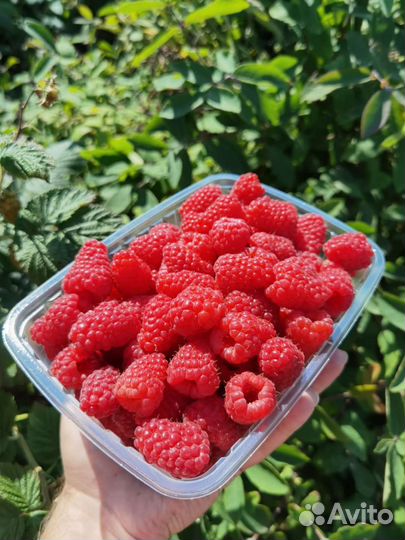 Крупная малина