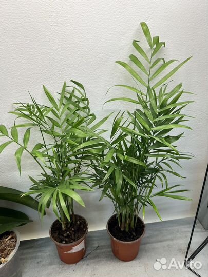 Пальма хамедорея