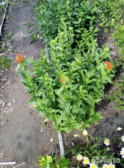 Лихнис халцедонский красный/в компл несколько раст