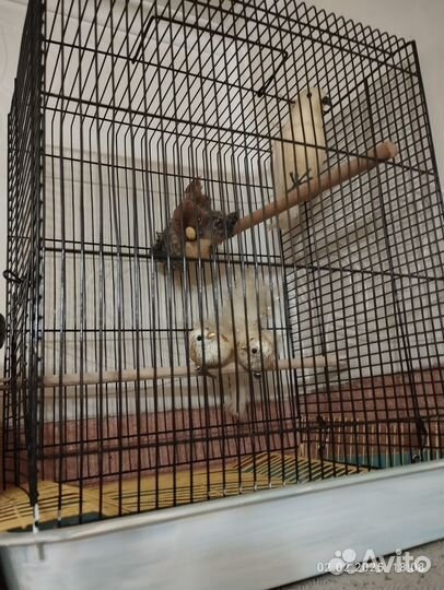 Все для птиц