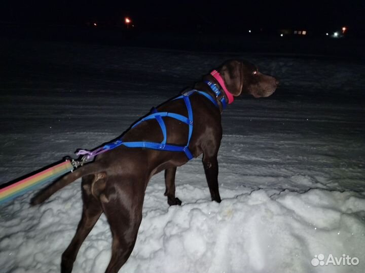 Шлейка ездовая. Ошейник