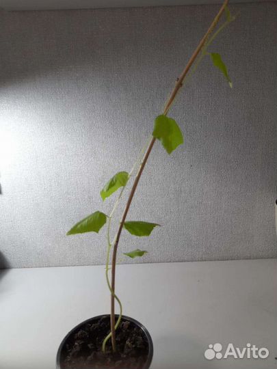 Кивано(зелёный дракон)