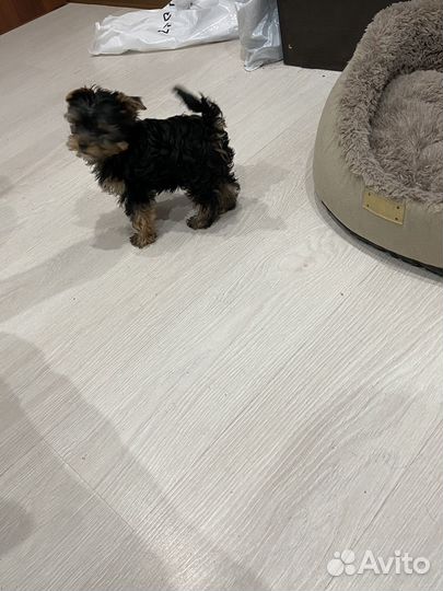 Йоркширский терьер