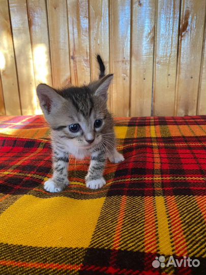 Котята в добрые руки от домашней кошки