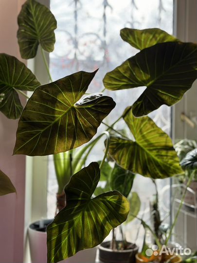 Алоказия регал шилдс