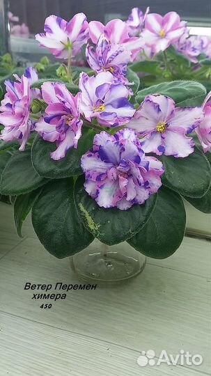 Фиалки,Кампанула Невеста,Пеларгонии