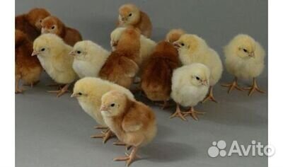 Цыплята несушки Ломан браун, вывод 28 апр