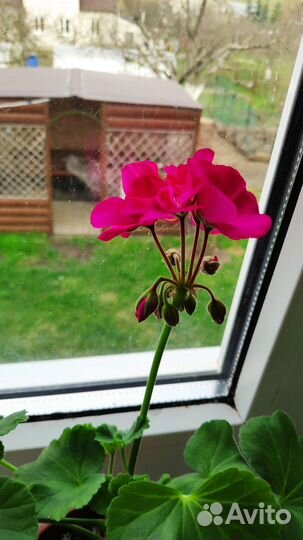 Пеларгония герань