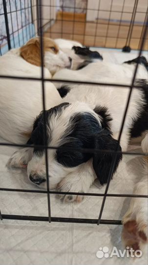 Русский охотничий спаниель