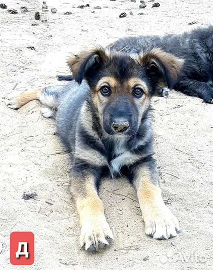 Собаки бесплатно в добрые руки щенки