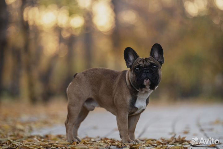 Французский бульдог кабель вязка