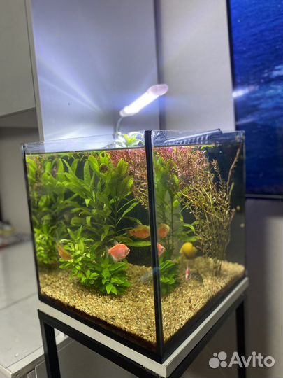 Аквариум