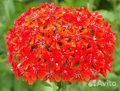 Продам многолетние цветы