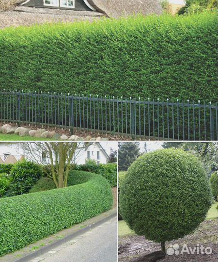 Живая изгородь Пузыреплодник Форзиция Ива Бирючина
