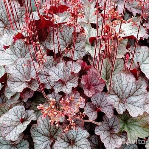 Гейхеры сортовые