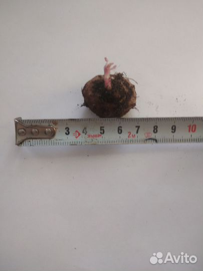 Тедея розовая. Глоксинья Розалинда