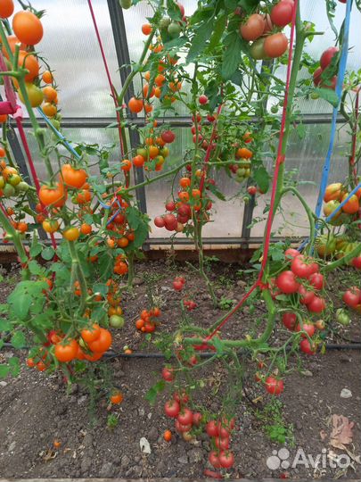 Помидоры черри