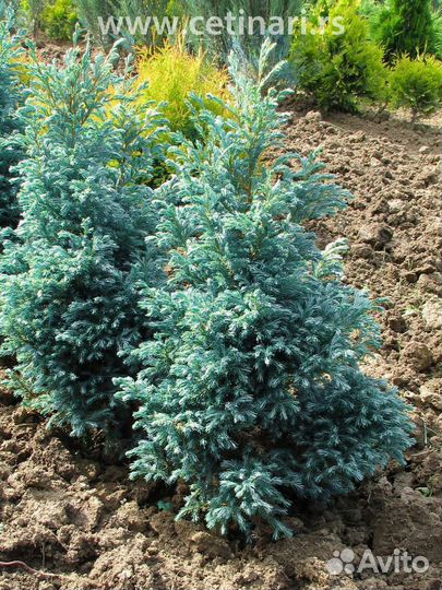 Кипарисовик горохоплодный булевард