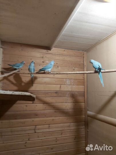 Ожереловый попугай птенцы