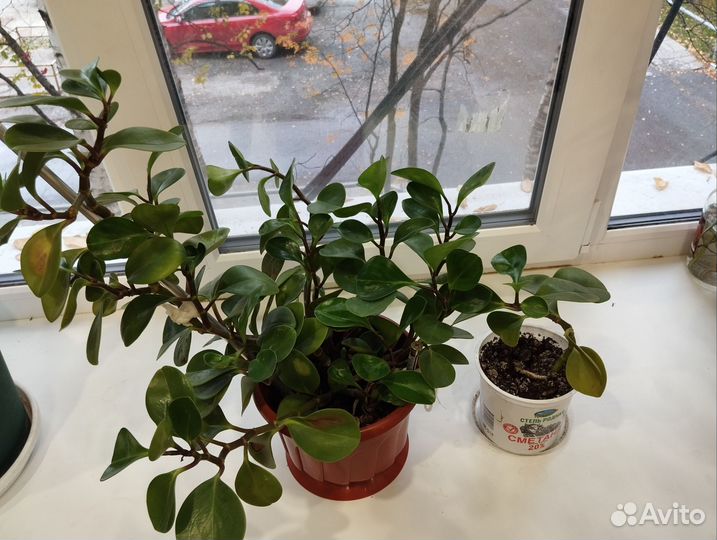 Комнатные растения