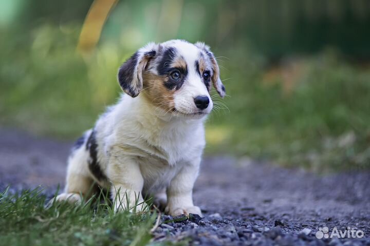 Девочка вельш корги, мраморная