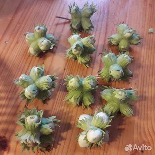 Саженцы лесного ореха, облепиха и другие растения