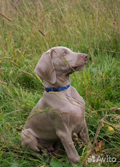 Щенок веймаранера