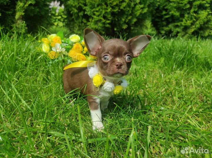 Лиловые и шоколадные щенки чихуахуа