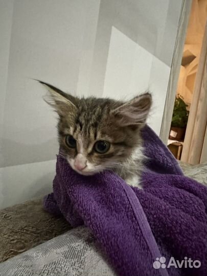 Ищу хозяев котику