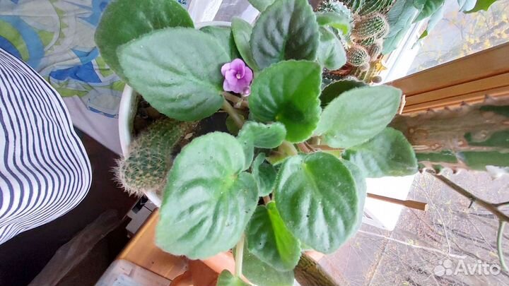 Комнатные цветы