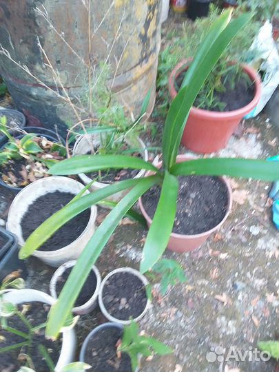 Клематис, мандевилла, хоста