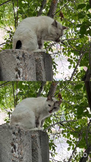 Кошка ищет дом