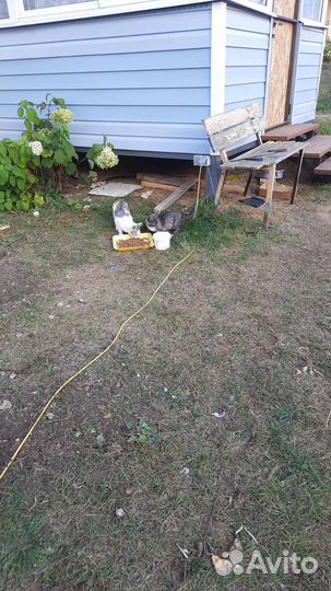 Кошечка Пятнашка