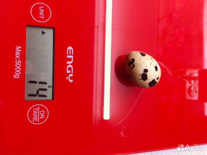 Инкубационное яйцо перепелов