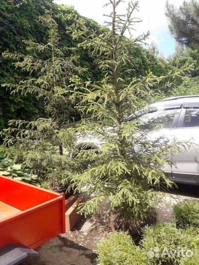 Ель обыкновенная