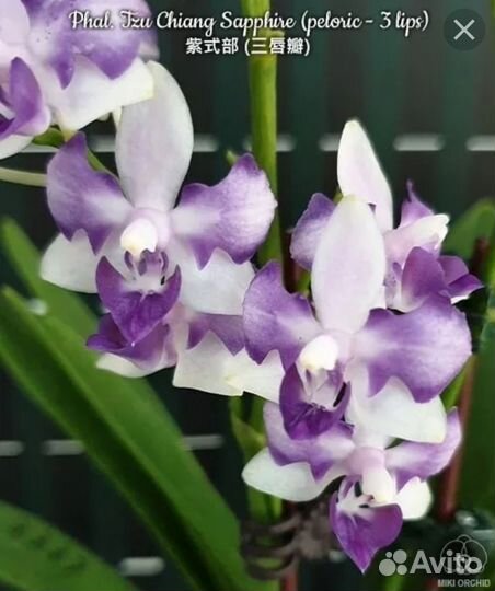 Орхидея phal.Tzu Chiang Sapphire(peliric -3 lips)